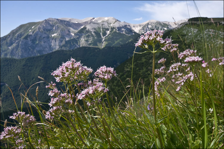 Negli alti prati della Majelletta.